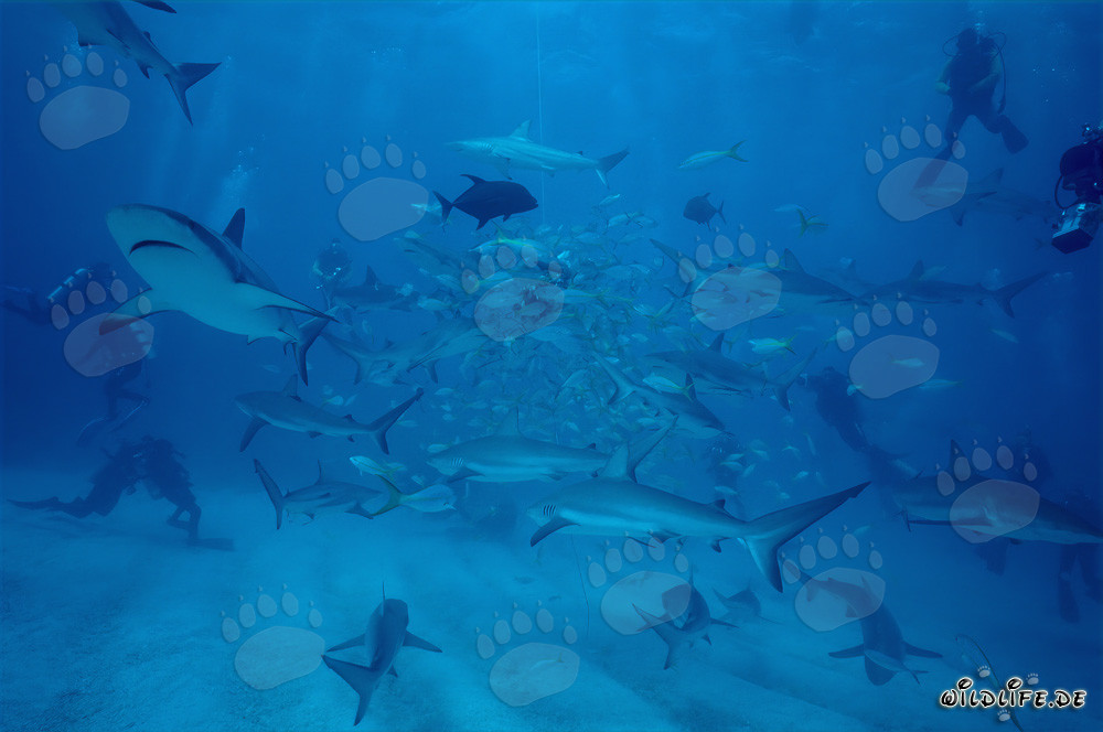 Incontro affascinante con gli squali dei Caraibi e gli squali punta nera