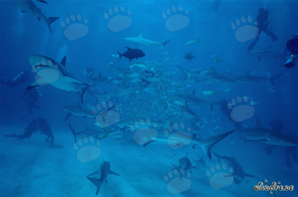 Encuentro fascinante con tiburones de arrecife del Caribe y tiburones de puntas negras