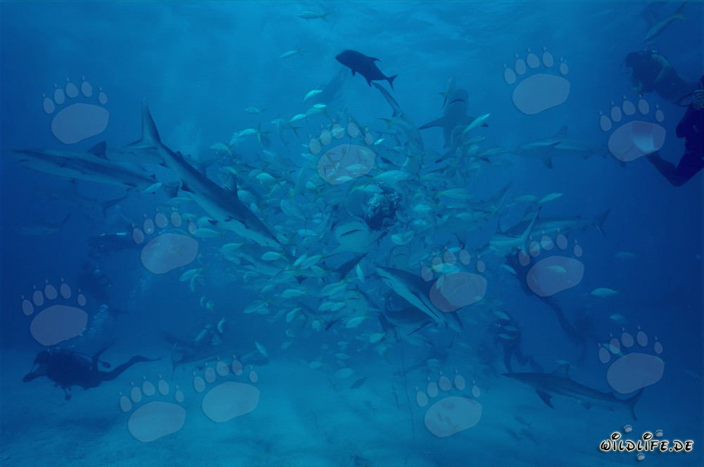 Caribbean Reef Sharks and Blacktip Sharks at the Shark Rodeo near Walker's Cay