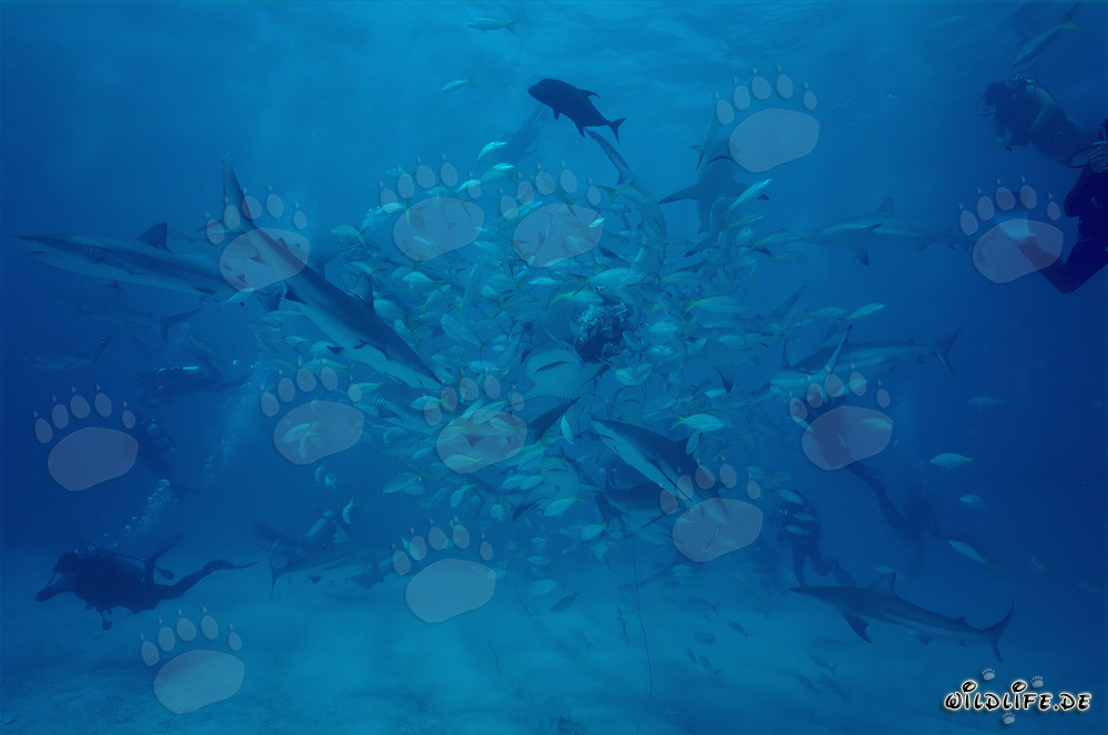 Karibische Riffhaie und Schwarzspitzenhaie im Shark Rodeo vor Walker's Cay