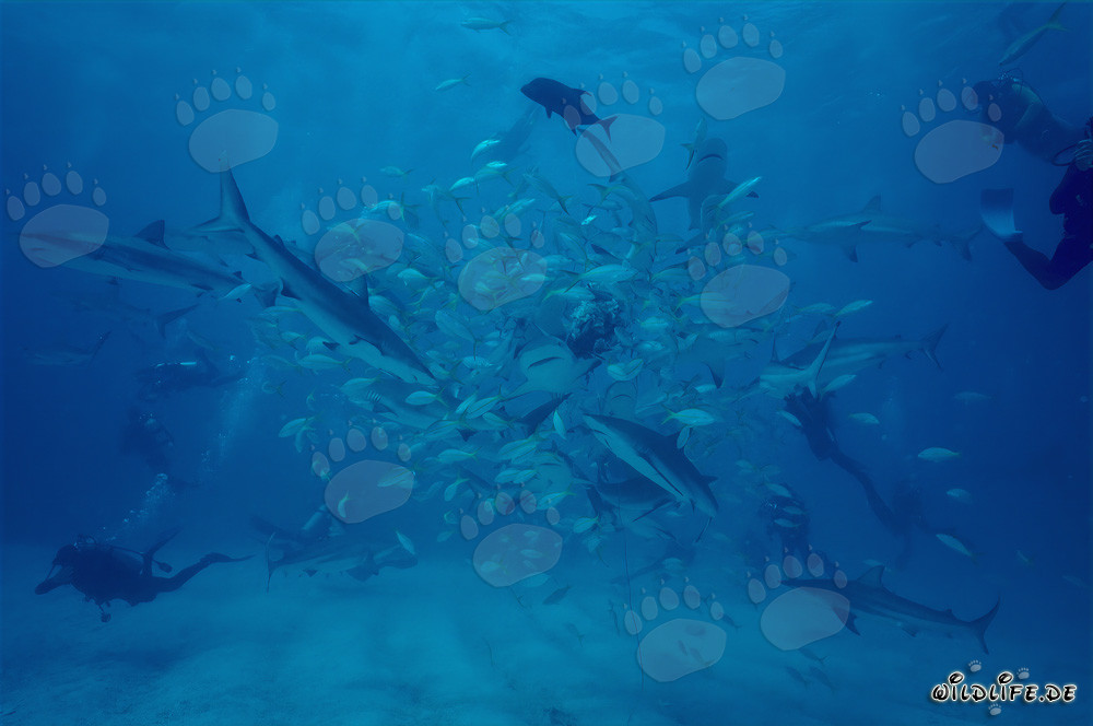 Requins des récifs des Caraïbes et requins à pointes noires au rodeo des requins devant Walker's Cay