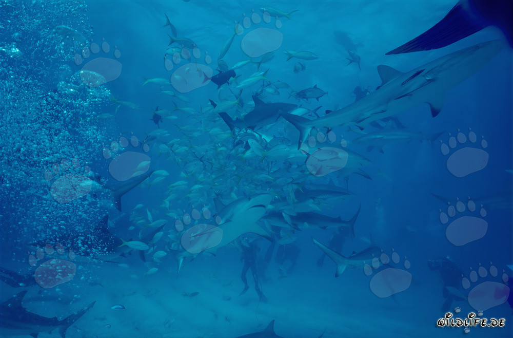 Fascinating Encounter with Caribbean Reef Sharks and Blacktip Sharks