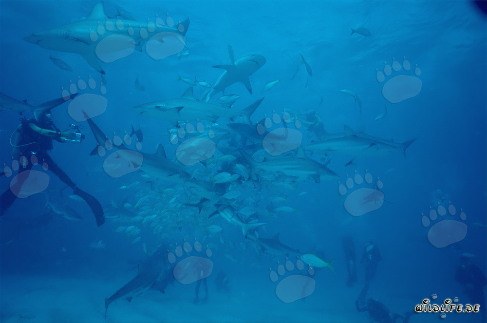 Fascinating Encounter: Caribbean Reef Sharks and Blacktip Sharks at the chumsicle