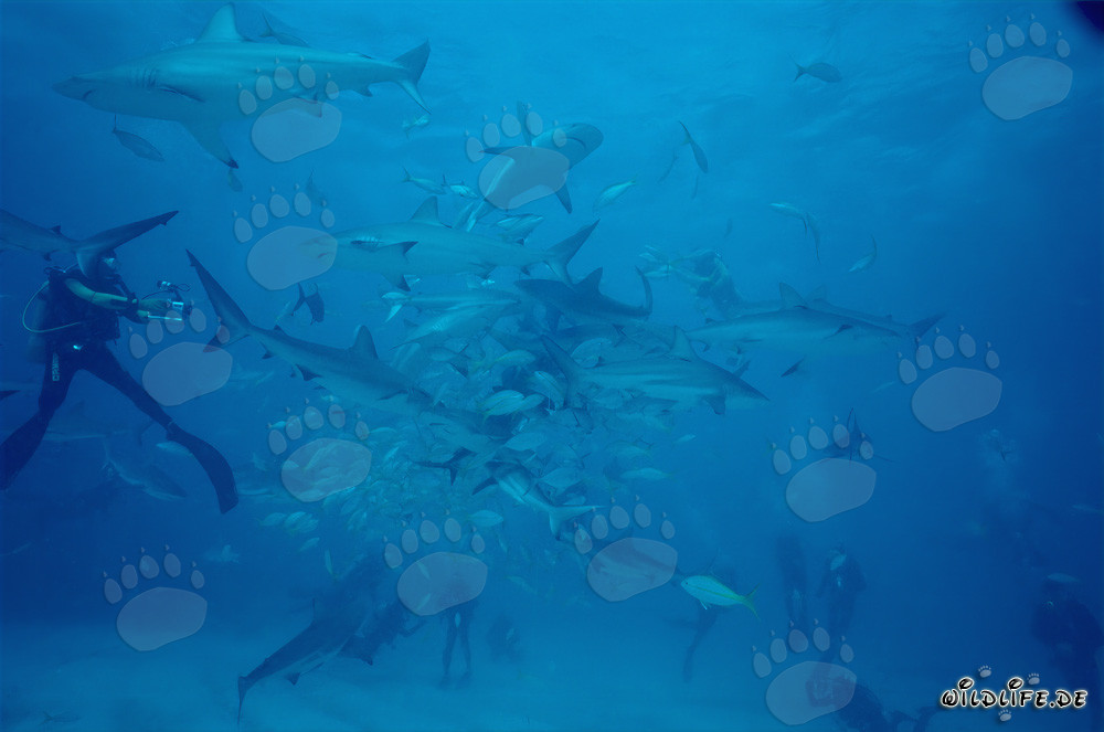 Rencontre fascinante : Requins des récifs des Caraïbes et requins à pointes noires au chumsicle