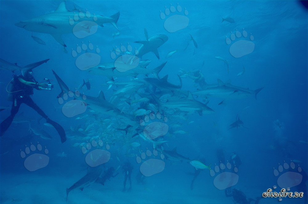 Incontro affascinante: Squali dei coralli dei Caraibi e squali punta nera al chumsicle