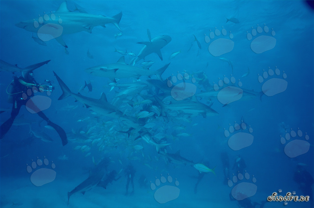 Encuentro fascinante: Tiburones de arrecife del Caribe y tiburones puntas negras en chumsicle