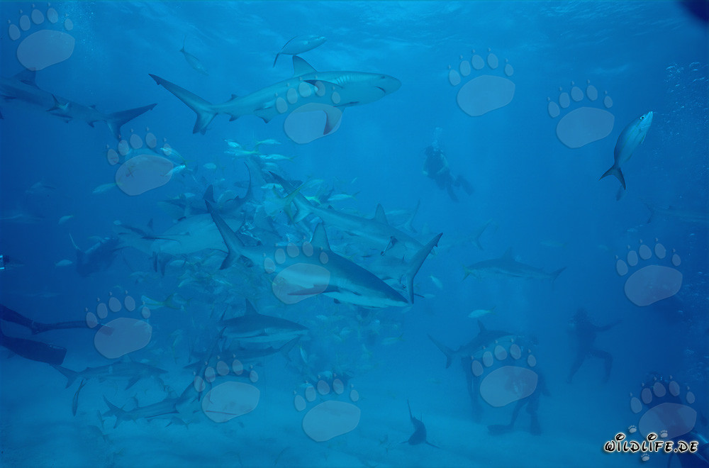Faszinierendes Shark Rodeo mit Karibischen Riffhaien und Schwarzspitzenhaien