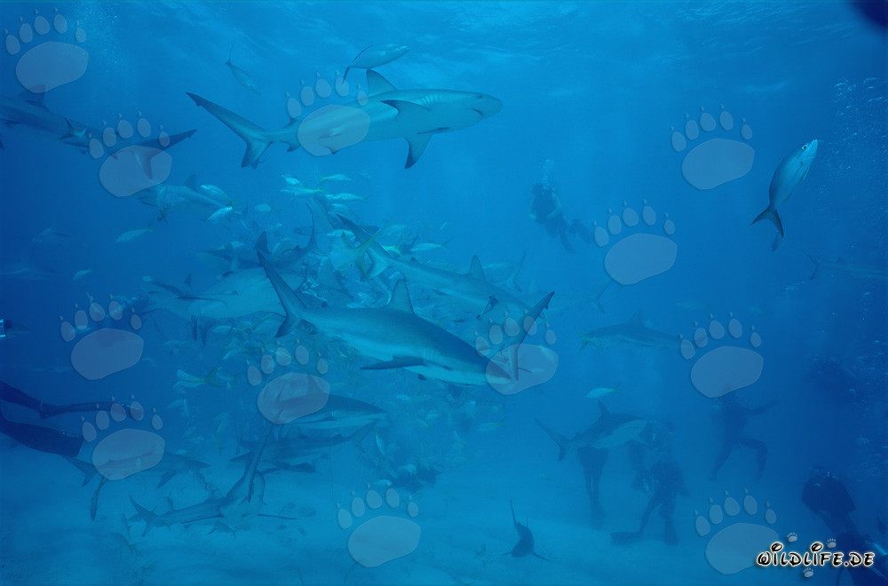 Rodeo de requins fascinant avec des requins des Caraïbes et des pointes noires