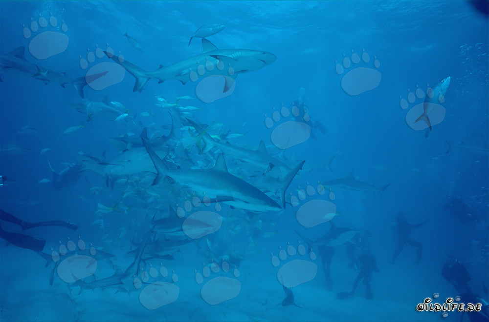 Affascinante rodeo degli squali con squali della barriera corallina dei Caraibi e squali punta nera