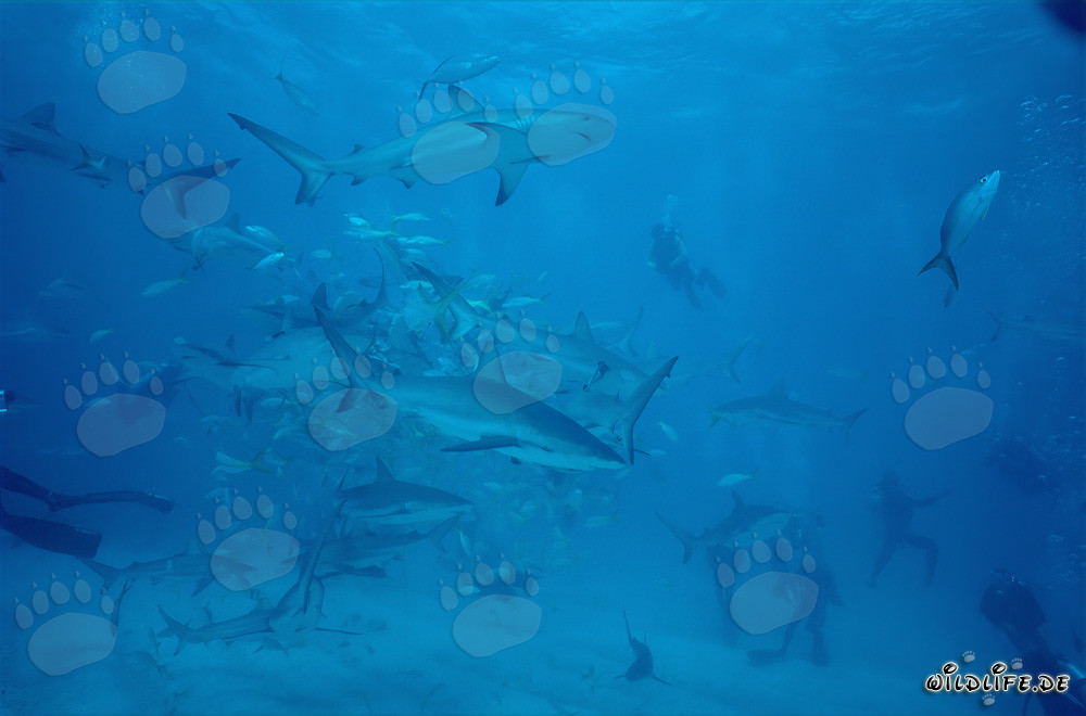 Fascinante Rodeo de tiburones con tiburones de arrecife del Caribe y puntas negras