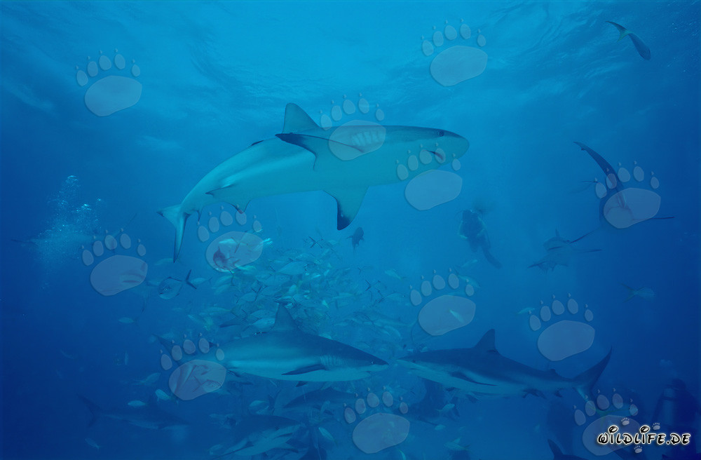 Fascinating Underwater World: Caribbean Reef Sharks and Blacktip Sharks at the Shark Rodeo