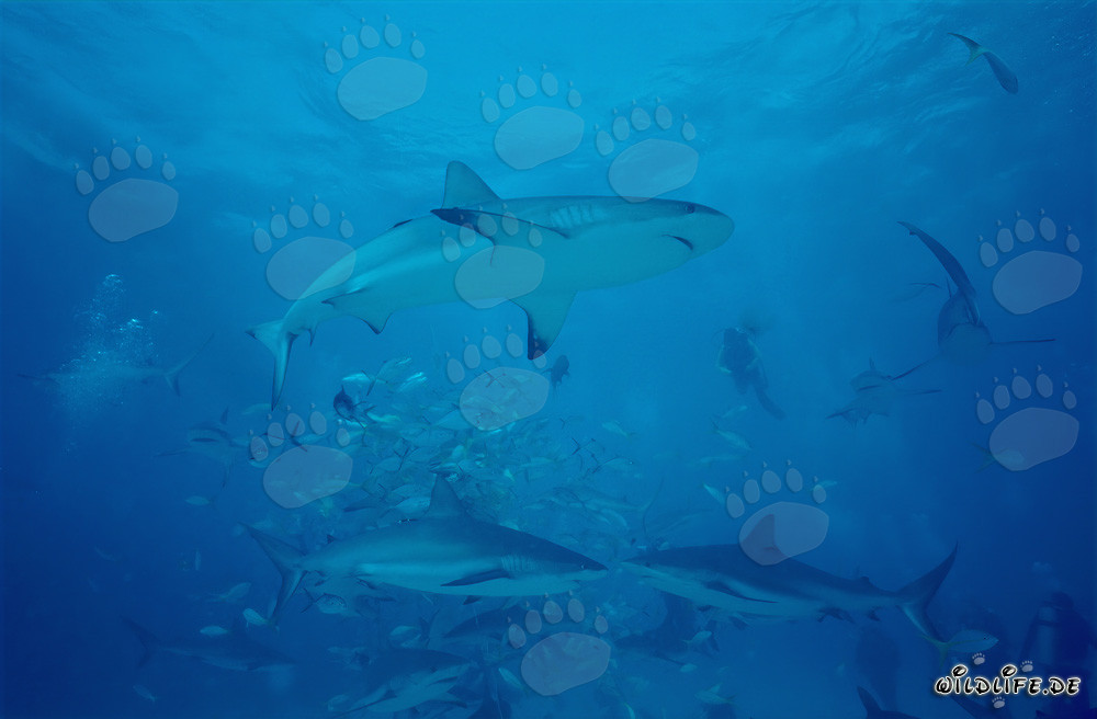 Faszinierende Unterwasserwelt: Karibische Riffhaie und Schwarzspitzenhaie beim Shark Rodeo
