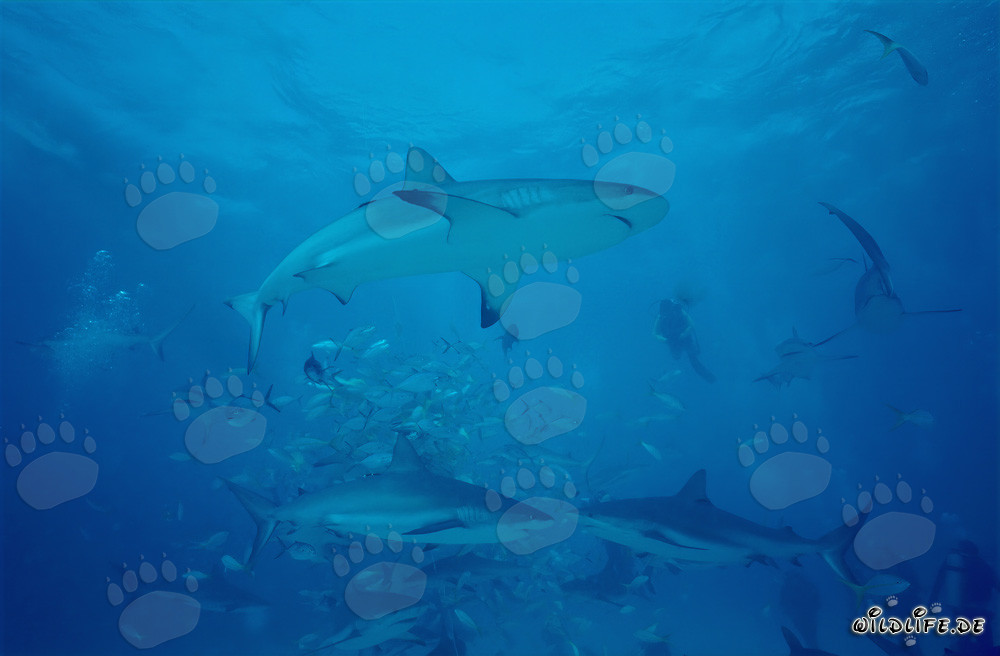Monde sous-marin fascinant : Requins des Caraïbes et Requins à pointes noires au Shark Rodeo