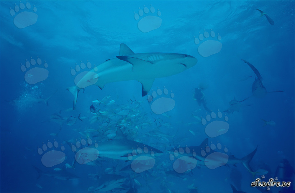 Affascinante Mondo Subacqueo: Squali della Barriera Corallina dei Caraibi e Squali Punta Nera allo Shark Rodeo
