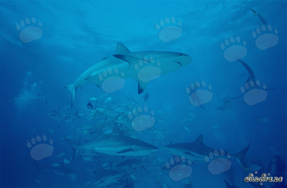 Fascinante Mundo Submarino: Tiburones del Arrecife del Caribe y Tiburones Punta Negra en el Shark Rodeo