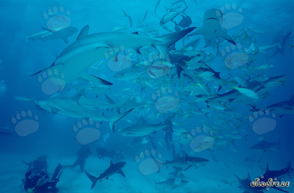 Impressive Encounter of Caribbean Reef Sharks and Blacktip Sharks at the Shark Rodeo