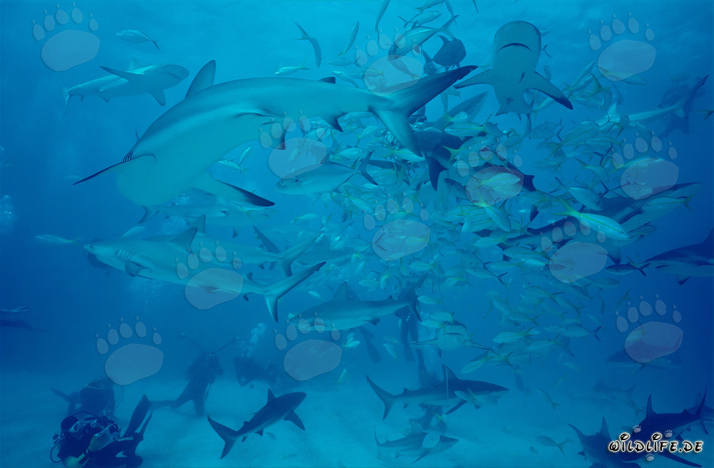Karibische Riffhaie und Schwarzspitzenhaie beim beeindruckenden Shark Rodeo