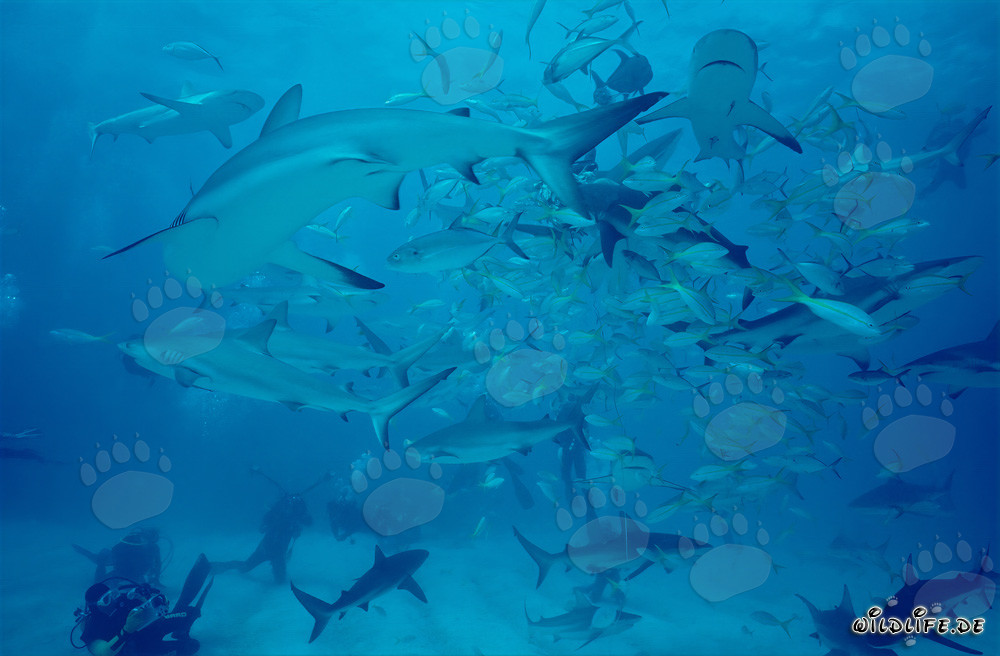 Récif de requins des Caraïbes et requins à pointes noires lors de l'impressionnant Shark Rodeo