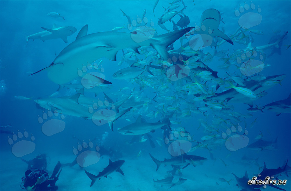 Squali della barriera corallina dei Caraibi e squali punta nera nell'impressionante Shark Rodeo