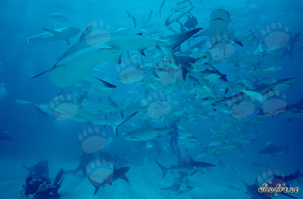 Tiburones de arrecife del Caribe y tiburones de puntas negras en el impresionante Shark Rodeo