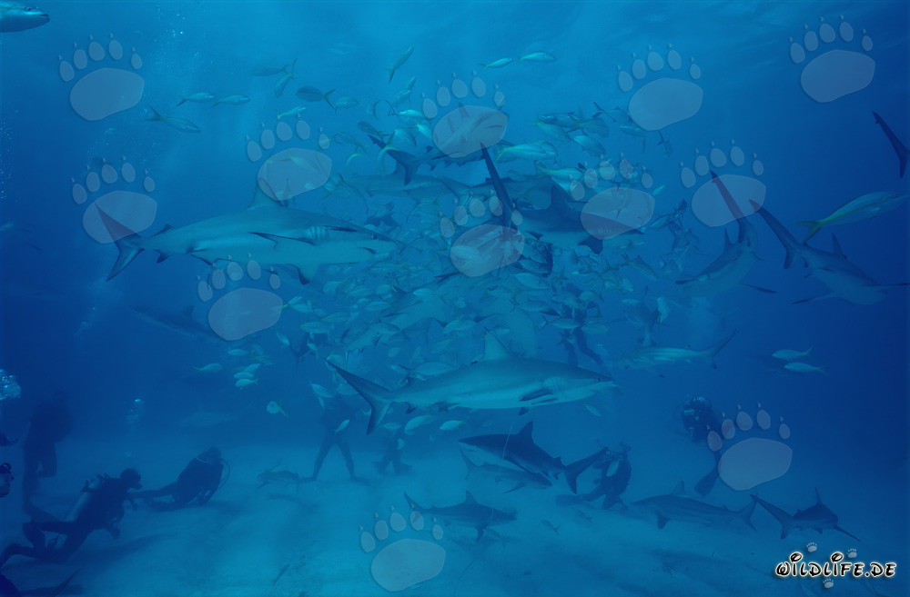 Fascinating underwater scene with Caribbean Reef Sharks and Blacktip Sharks at the chumsicle
