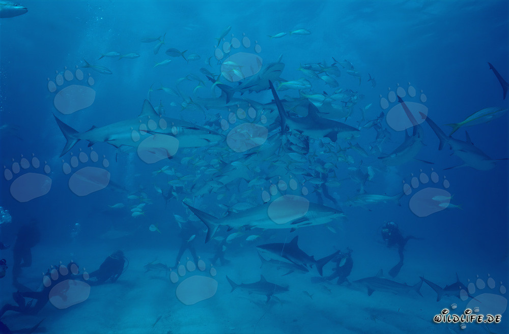Scène sous-marine fascinante avec des requins des Caraïbes et des requins à pointes noires au Chumsicle