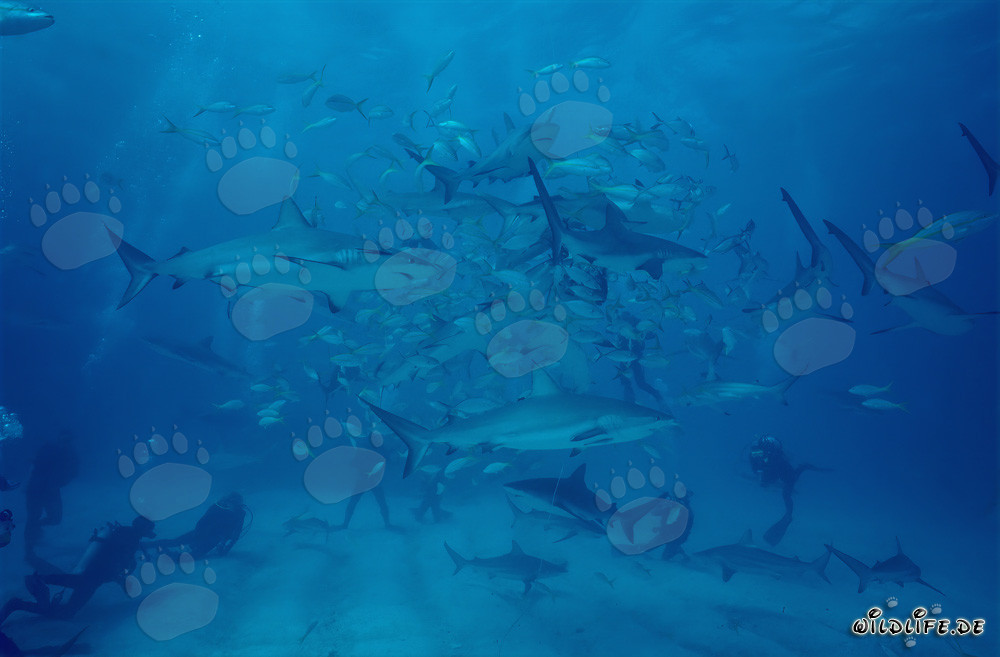 Escena fascinante submarina con tiburones de arrecife del Caribe y tiburones de puntas negras en el Chumsicle