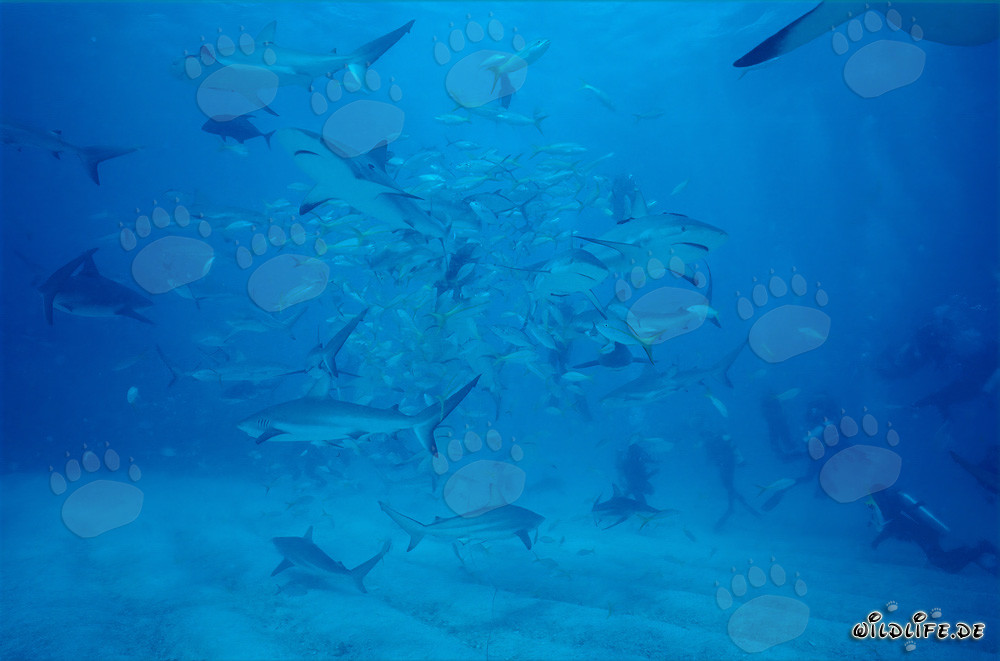 Fascinating Encounter: Caribbean Reef Sharks and Divers at the Shark Rodeo