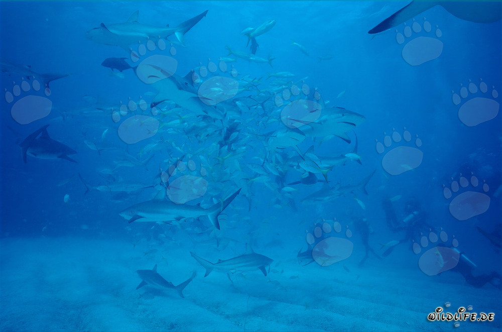 Magische Momente: Karibische Riffhaie und Taucher in Aktion am Shark Rodeo