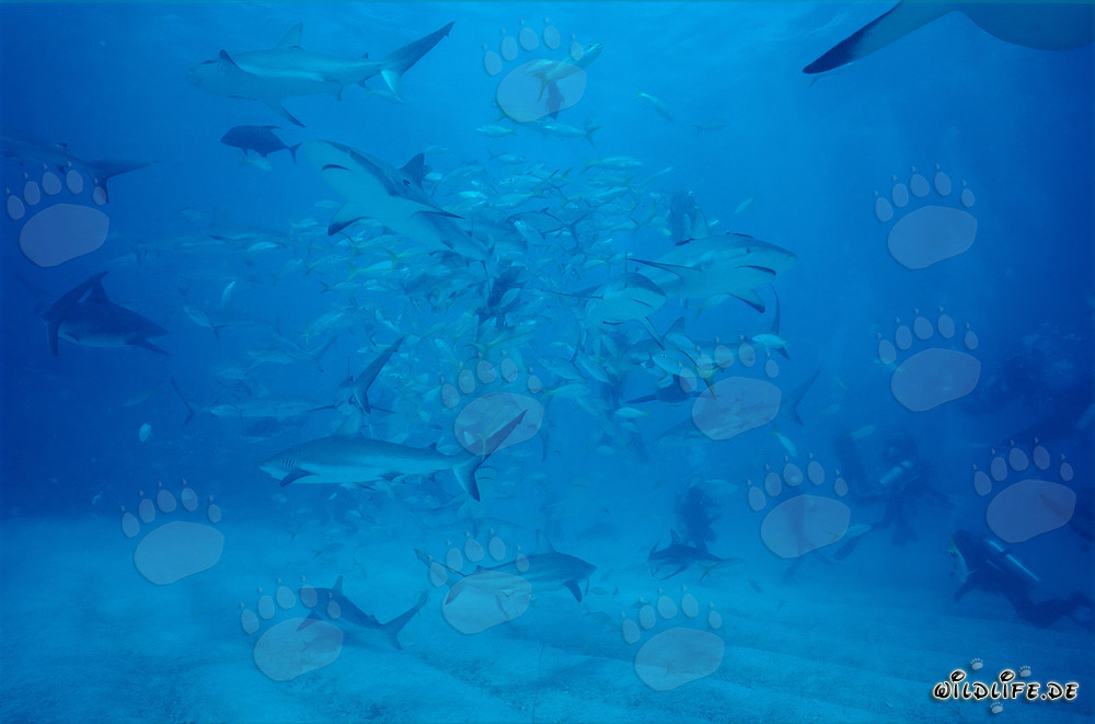 Rencontre fascinante : requins des récifs des Caraïbes et plongeurs lors du Shark Rodeo