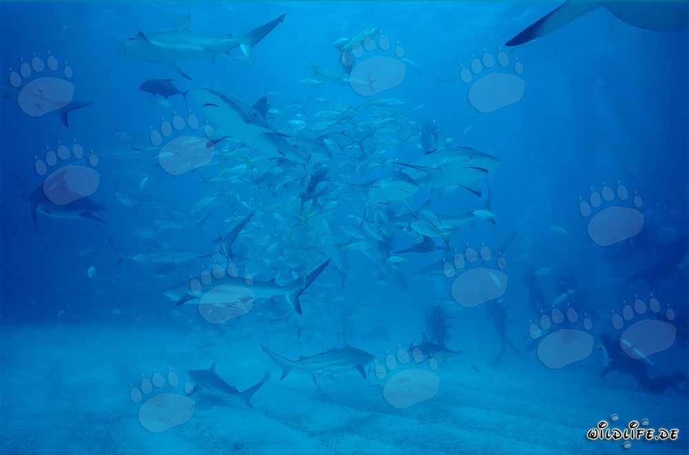 Incontro affascinante: squali dei Caraibi e subacquei allo Shark Rodeo