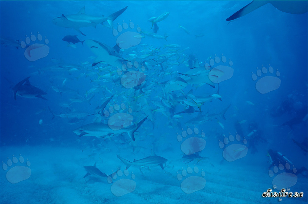 Encuentro fascinante: tiburones de arrecife del Caribe y buceadores en el Shark Rodeo
