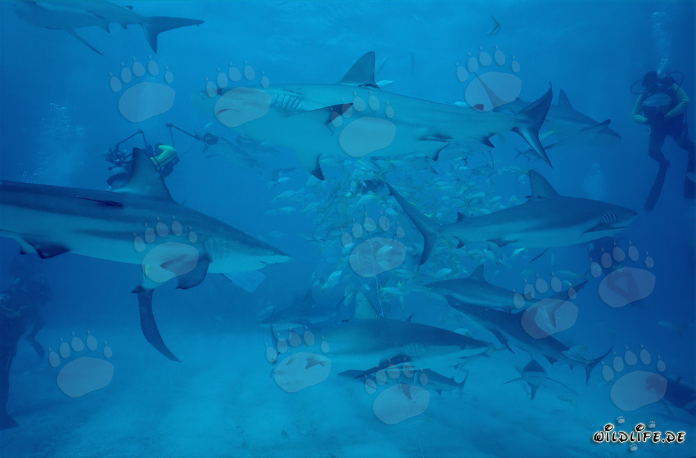Fascinating Shark Rodeo: Caribbean Reef Sharks and Blacktip Sharks at the Chumsicle