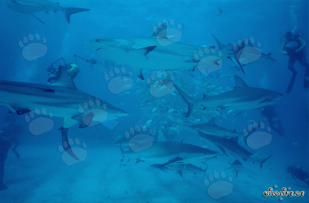 Faszinierendes Shark Rodeo: Karibische Riffhaie und Schwarzspitzenhaie am Chumsicle