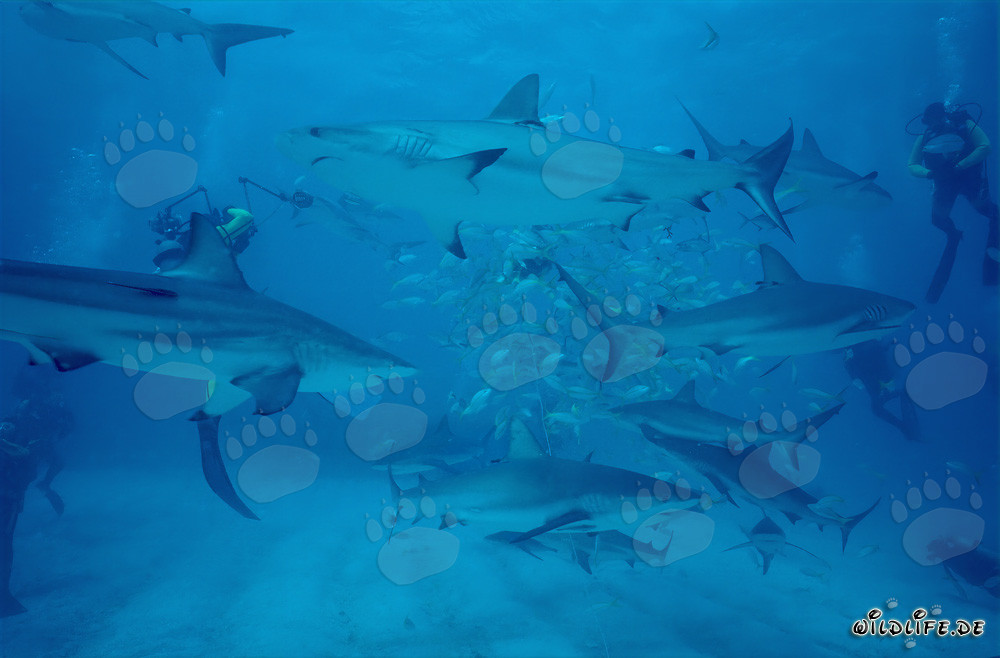 Fascinant Shark Rodeo: Requins des Caraïbes et Requins à pointes noires au Chumsicle