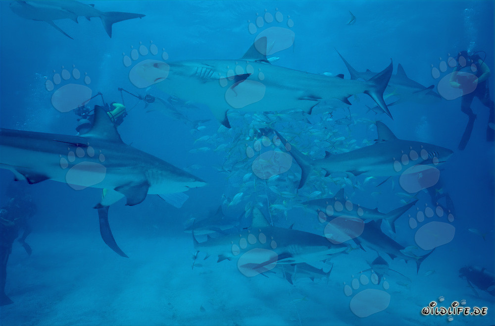 Affascinante Shark Rodeo: Squali dei Caraibi e Squali Punte Nere al Chumsicle