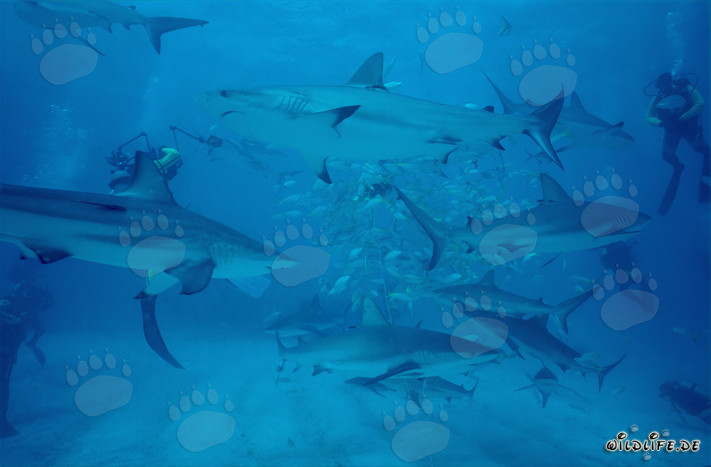 Fascinante Shark Rodeo: Tiburones del Caribe y Tiburones puntas negras en el Chumsicle