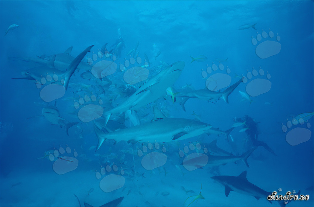 Fascinating Encounter: Caribbean Reef Sharks and Blacktip Sharks at the chumsicle