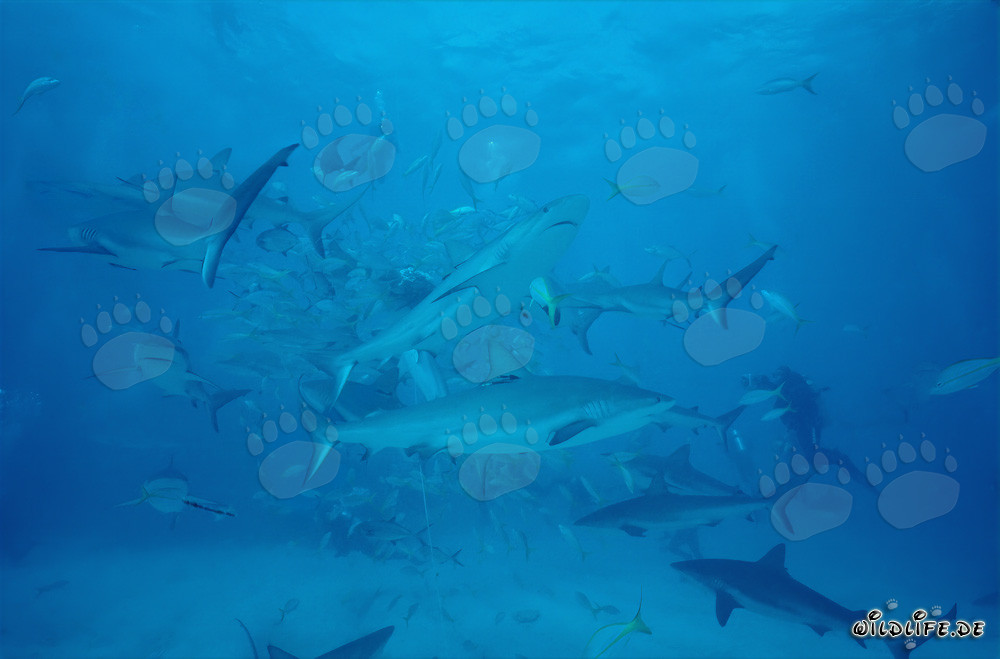 Rencontre fascinante : Requins des récifs des Caraïbes et requins à pointes noires au chumsicle