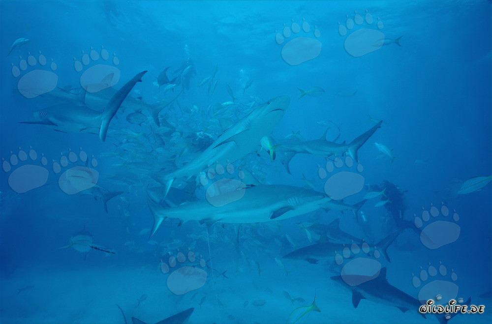 Encuentro fascinante: Tiburones de arrecife del Caribe y tiburones de puntas negras en el chumsicle