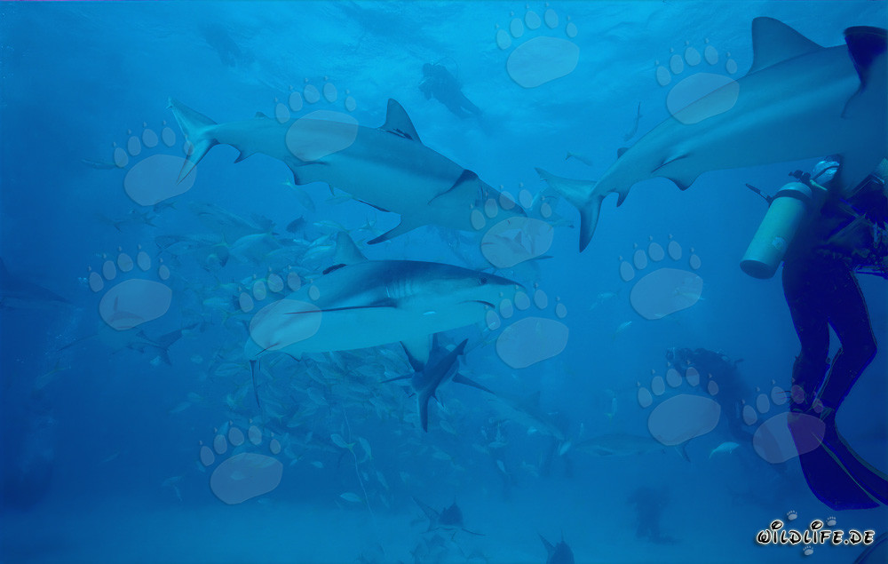 Fascinating Shark Rodeo: Caribbean Reef Sharks and Blacktip Sharks in Walker´s Cay