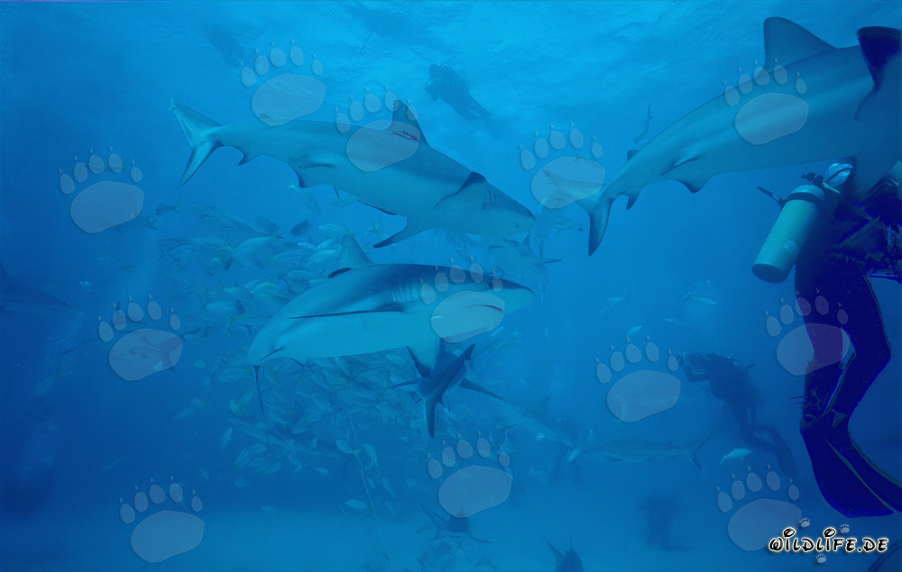 Faszinierendes Shark Rodeo: Karibische Riffhaie und Schwarzspitzenhaie in Walker´s Cay