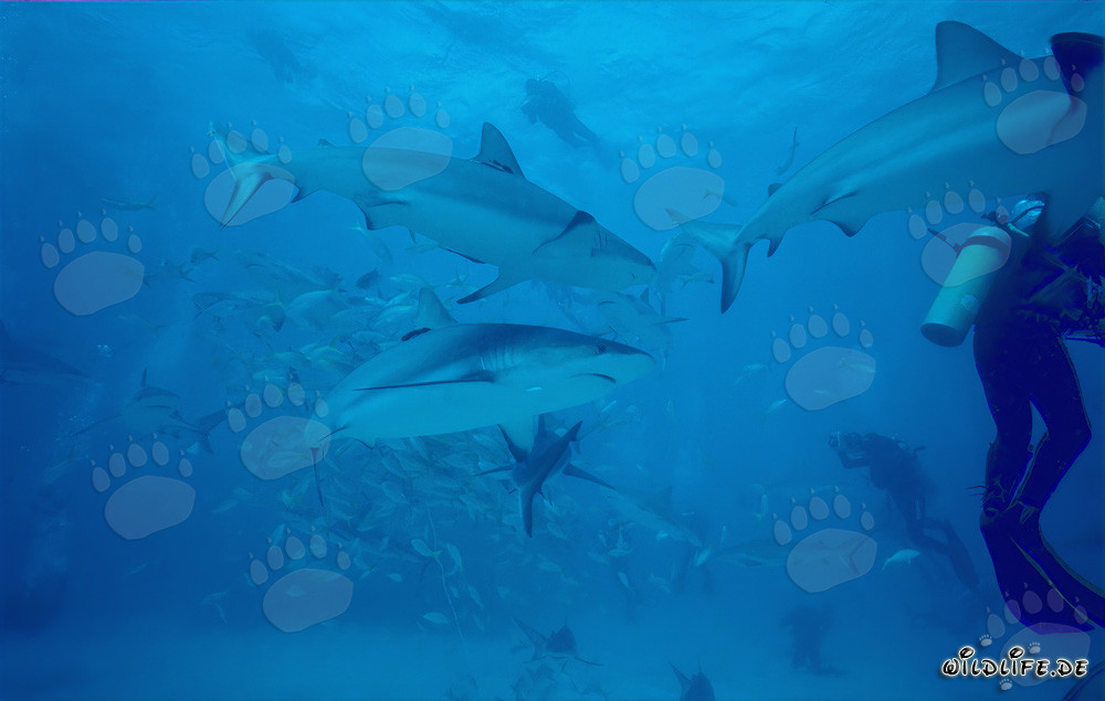 Fascinant Shark Rodeo : Requins des Caraïbes et Requins à pointes noires à Walker's Cay