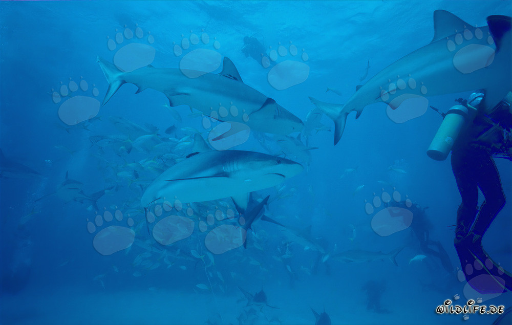 Affascinante Shark Rodeo: Squali della barriera corallina dei Caraibi e Squali punta nera a Walker's Cay