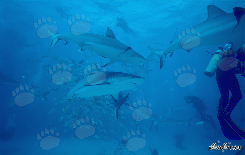 Fascinante Shark Rodeo: Tiburones del arrecife del Caribe y Tiburones de puntas negras en Walker's Cay