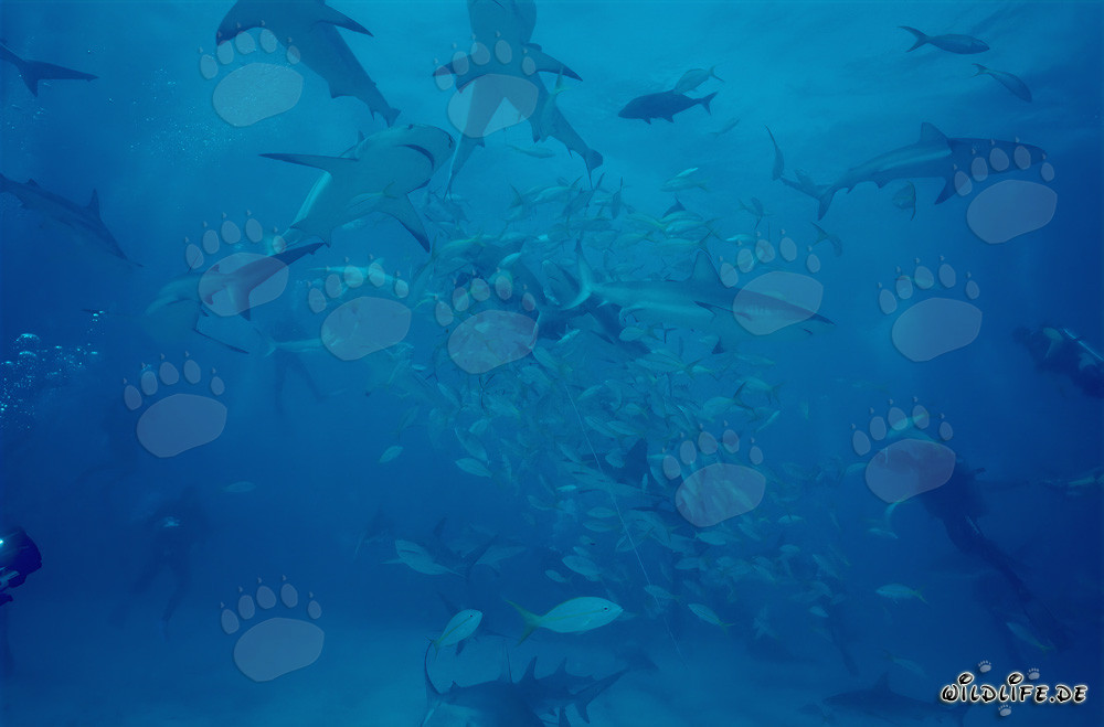Up close with Caribbean Reef Sharks and Blacktip Sharks at the Shark Rodeo