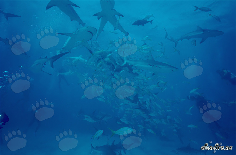 Hautnah mit Karibischen Riffhaien und Schwarzspitzenhaien beim Shark Rodeo