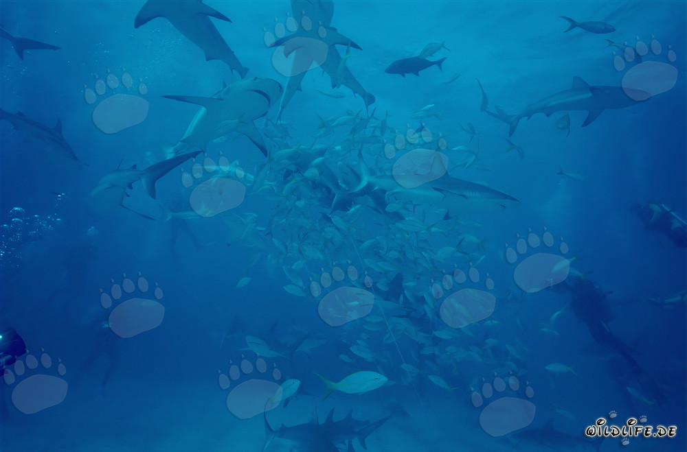 Plongée au plus près des requins des récifs des Caraïbes et des requins à pointes noires lors du Shark Rodeo