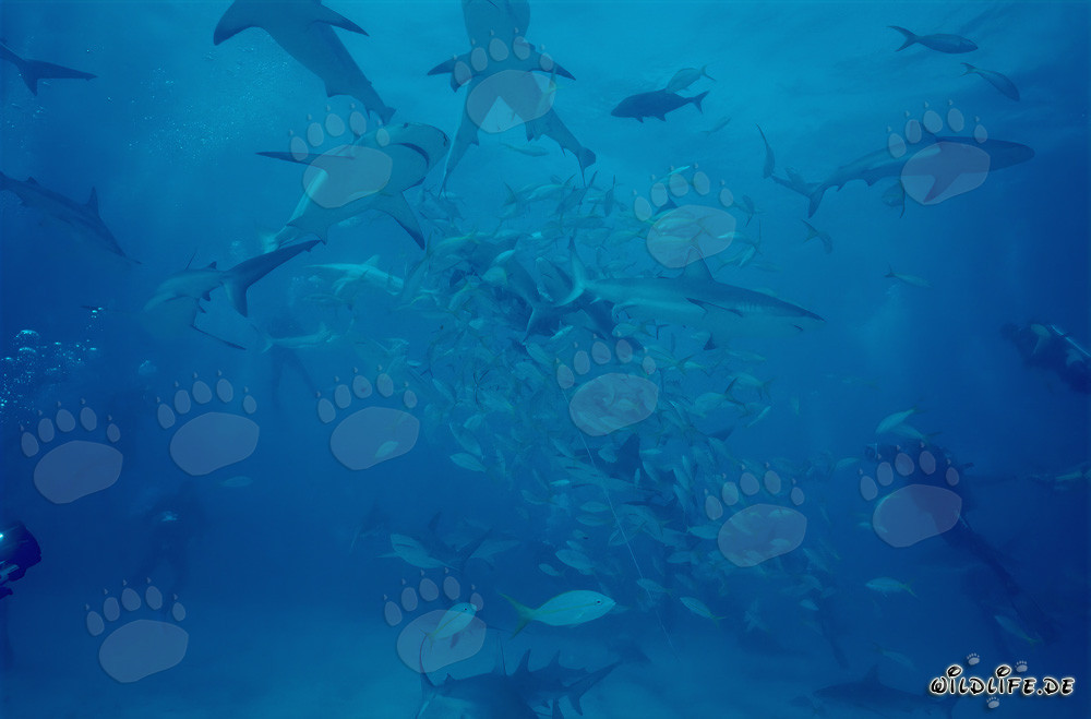 Incontro ravvicinato con gli squali dei Caraibi e gli squali punta nera durante lo Shark Rodeo