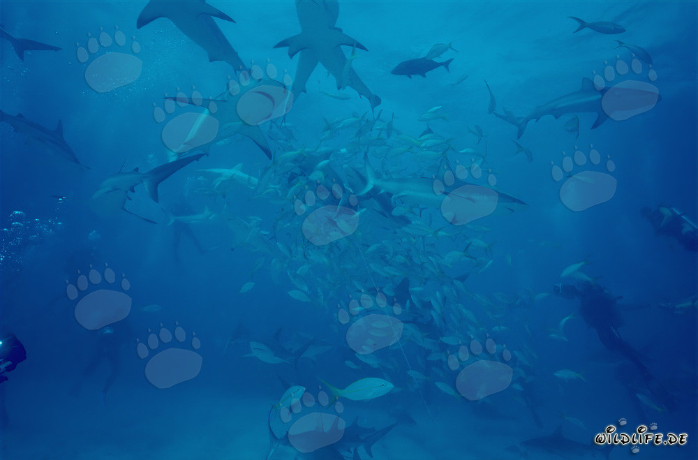 Inmersión cercana con tiburones de arrecife del Caribe y tiburones puntas negras en el Shark Rodeo